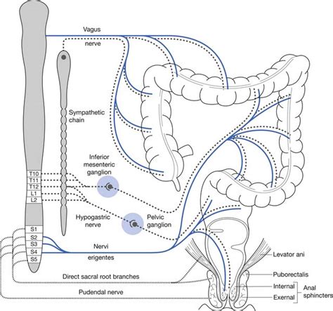The anterior and lateral surfaces of the diaphragmatic peritoneum receive sensitive branches from the intercostal <b>nerves</b> 6–8 [ 21 ]. . What nerve root controls bowel function